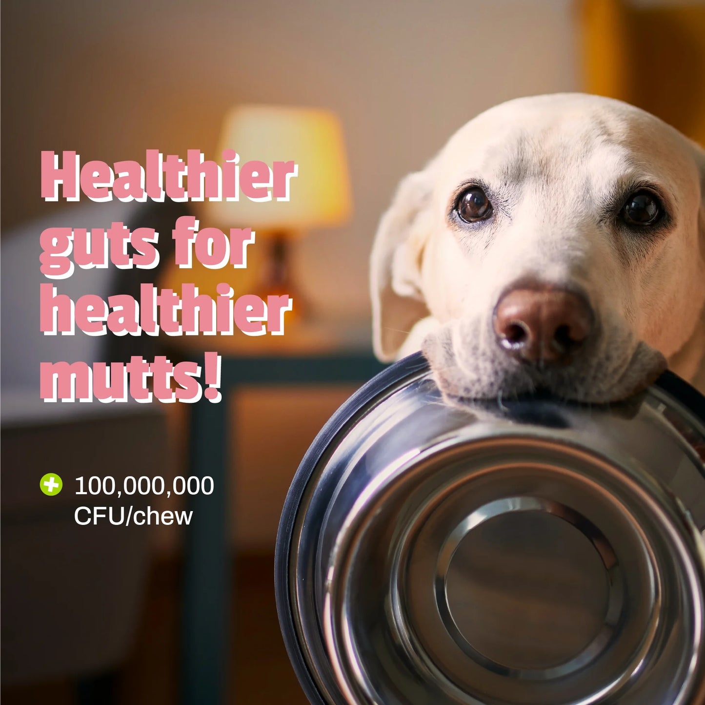 Daily Probiotic for Dogs, Digestive Health, Duck Flavor, 160 Count