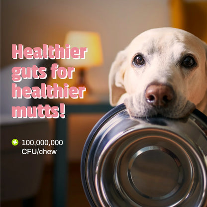 Daily Probiotic for Dogs, Digestive Health, Duck Flavor, 160 Count