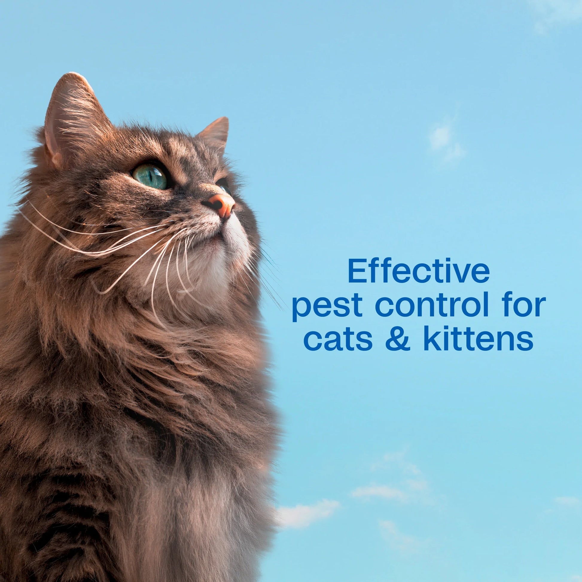 Flea & Tick Cleansing Shampoo for Cats & Kittens, Flea Shampoo to Treat Flea Infestations, Kills Ticks, Fleas, Flea Eggs & Lice, Cleans and Conditions Coat, 12 Fl Oz
