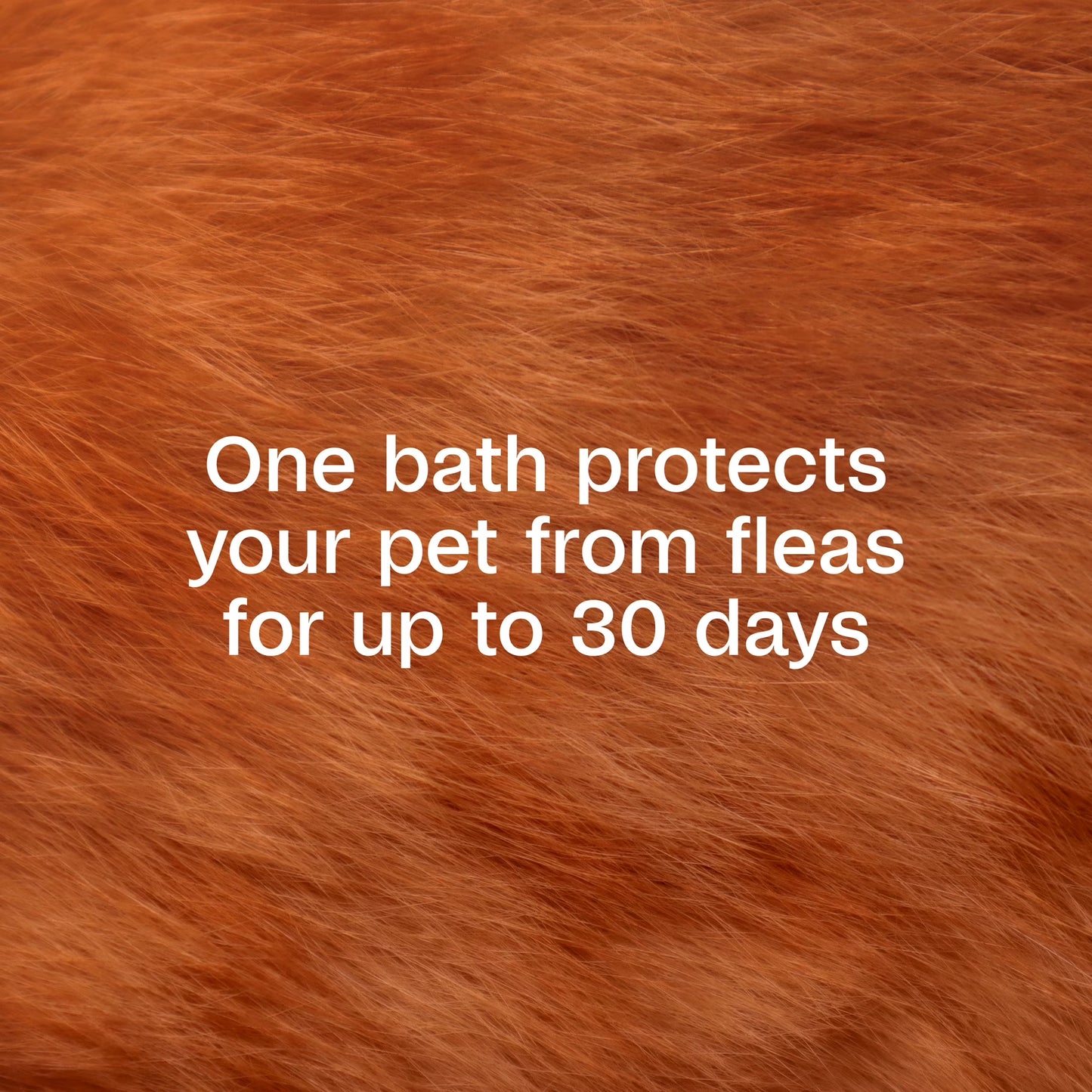 Flea & Tick Cleansing Shampoo for Cats & Kittens, Flea Shampoo to Treat Flea Infestations, Kills Ticks, Fleas, Flea Eggs & Lice, Cleans and Conditions Coat, 12 Fl Oz