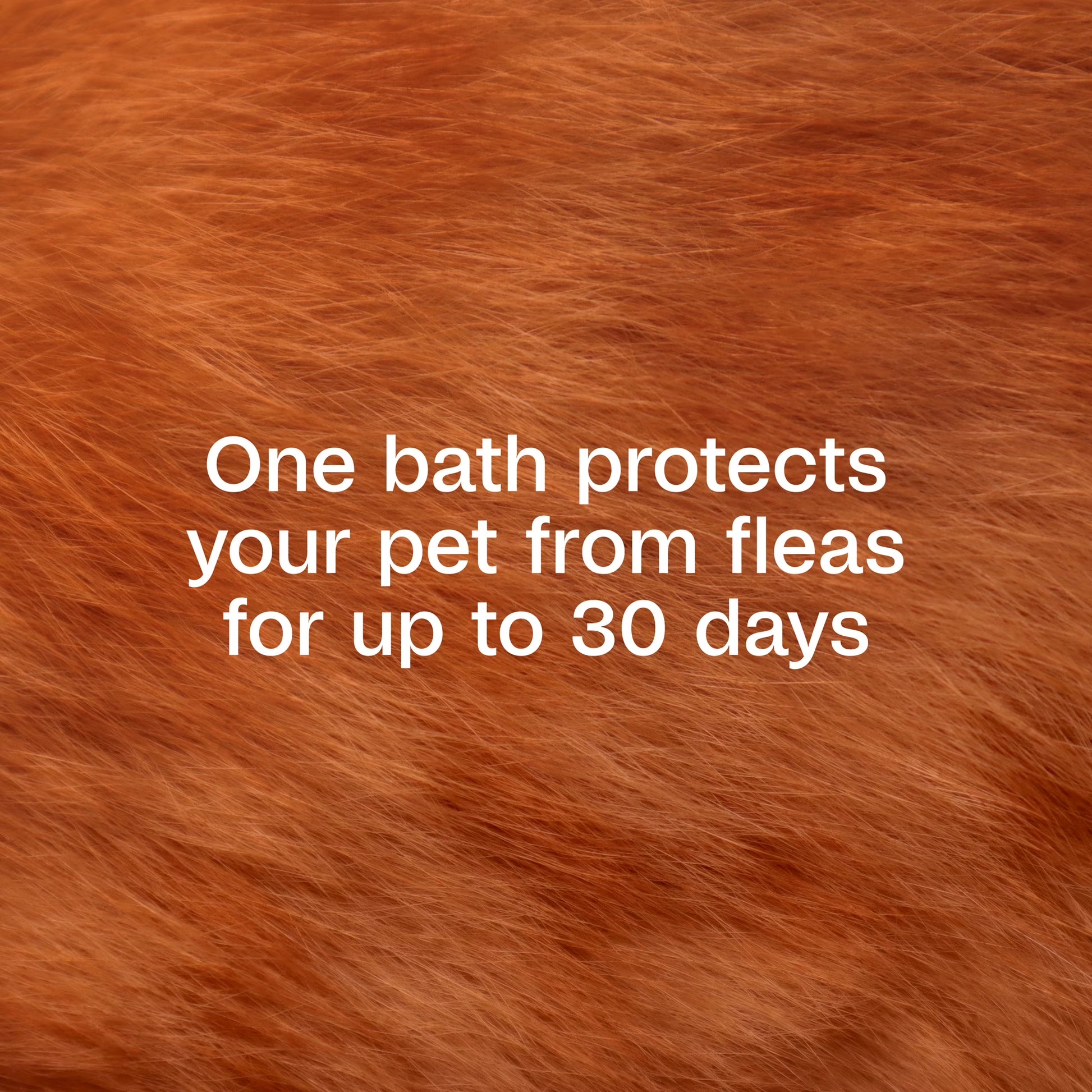 Flea & Tick Cleansing Shampoo for Cats & Kittens, Flea Shampoo to Treat Flea Infestations, Kills Ticks, Fleas, Flea Eggs & Lice, Cleans and Conditions Coat, 12 Fl Oz